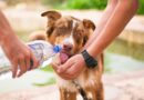 Pericoli dell’estate per cani: come proteggerli dal caldo e dagli insetti