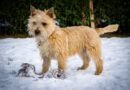 Cairn Terrier: il piccolo terrier scozzese dal grande cuore