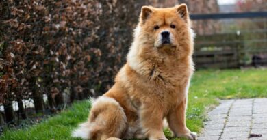 Chow Chow