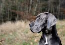 L’Alano: una Razza Imponente, Affettuosa e Protettiva da Conoscere