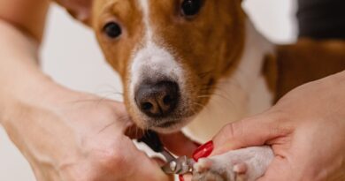 Come mantenere le unghie del tuo cane ben curate: strumenti e tecniche