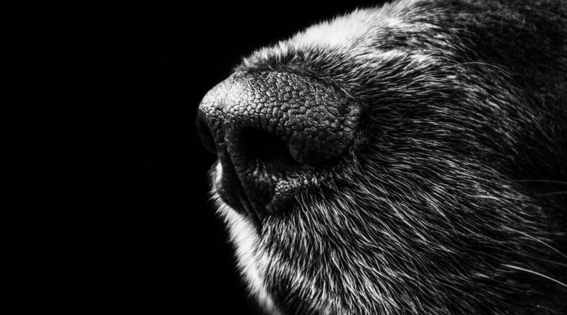 Il Fiuto Straordinario dei Cani